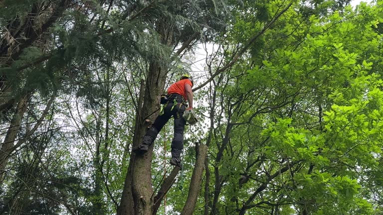 How Our Tree Care Process Works  in  Essex Fells, NJ